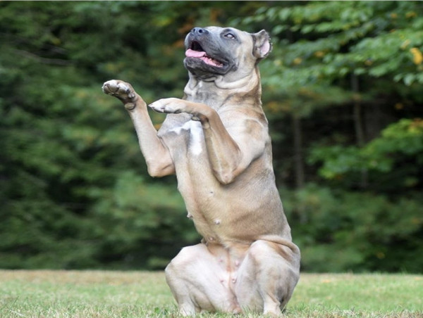 K9 Role Models: New Hampshire's Best Dog Training Company Stands Out in 2024