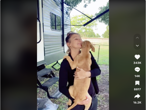 Dumped Puppy's Heartwarming TikTok Journey: Melting Millions