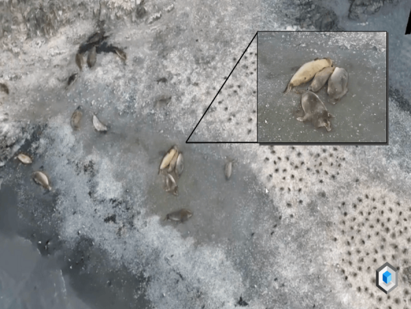 3D Drone Modelling DJI Terra Revolutionises Penguin Conservation Efforts Supported By Coptrz
