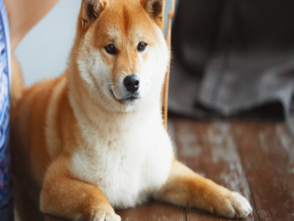  Kabosu, the iconic Shiba Inu dog inspiring Dogecoin, passes away 