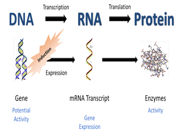 Proteomics Market is growing at a CAGR of 15.15% from 2024 to 2030 by Exactitude Consultancy