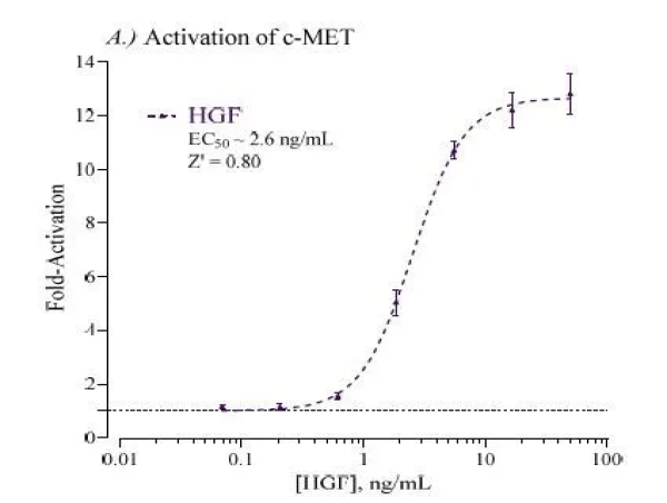 INDIGO Biosciences Introduces Cell-Based Luciferase Reporter Assay for Human c-MET / Hepatocyte Growth Factor Receptor