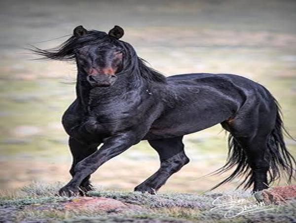 Wild Horses, Wolves And Wrongdoing in Wyoming