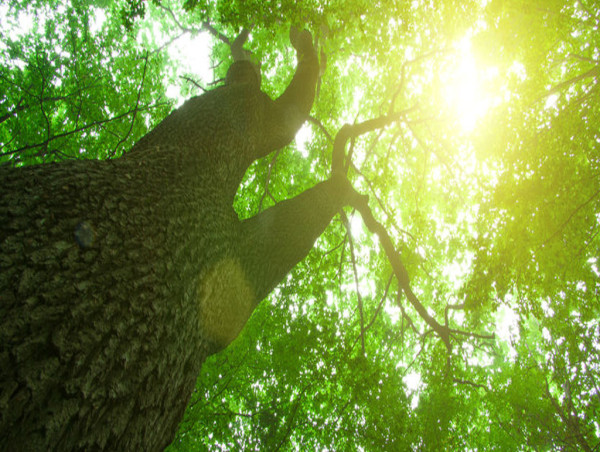 After a Disastrous Spring for Many, the Wisdom and Uplifting Words of a Psychotherapist Can Bring Light