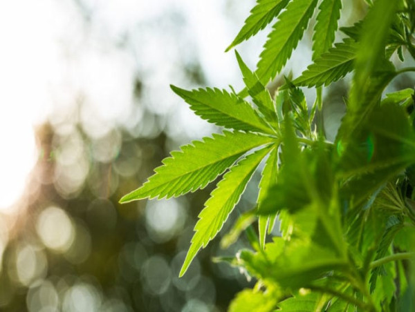  Canopy Growth just proposed stock sale: find out more 