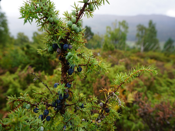  Volunteers Collect 2.2 Million Rare Seeds To Boost Ancient Native Woodlands And Rainforest Across Scotland 