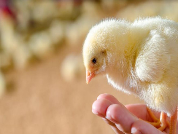 Treat wildlife and farm animals responsibly, says World Animal Protection on World Environment Day, 2024 