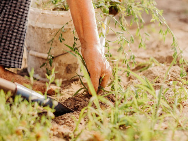 Glory One Solutions Launches Comprehensive Weed Control Services for Residential Customers