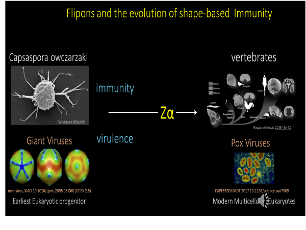  Study reveals that our ancient single cell ancestors fought off giant viruses with Z-DNA and Z-RNA 