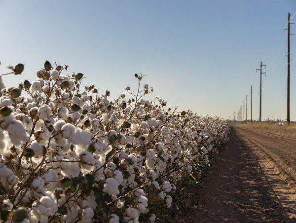  ICE cotton futures fall amid stronger dollar index and cautious trading 
