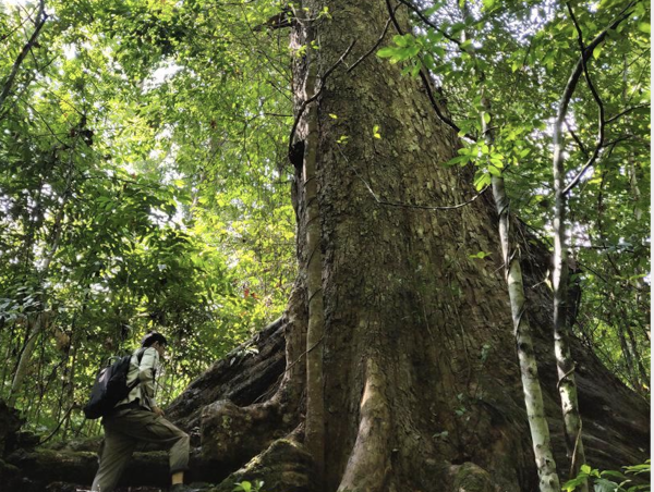  D&E Journey Protects Rainforests, Wild Elephants and Jino People in Yunnan 