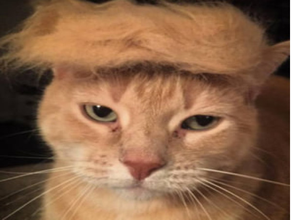  Donald Trump-linked MAGA Puss ($PUSS) goes live as Solana memes lead market rebound 