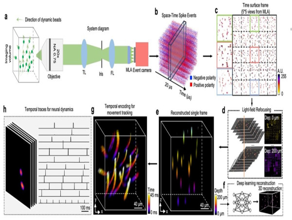 EventLFM: Event Camera integrated Fourier Light Field Microscopy for Ultrafast 3D imaging