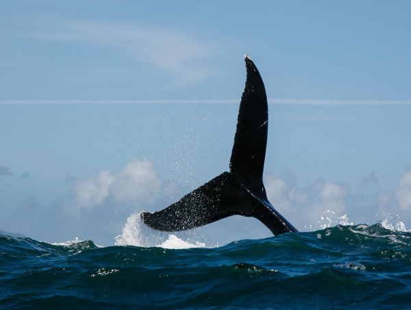  Convex Finance (CVX) drops sharply as whale dumps token 