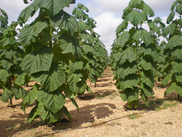  RWA Solutions Celebrates the Carbon Credit Registration of VIP 3 Tree Project in collaboration with Trusted Partners 