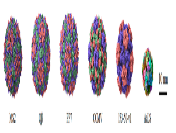  Protein Nanocages Pave the Way for Effective mRNA Therapeutics 