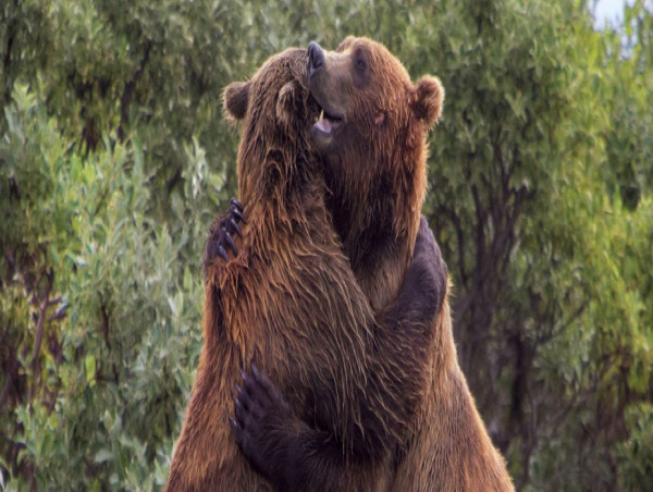 Animal Welfare Groups Applaud Ban on Bear Baiting on National Preserves in Alaska