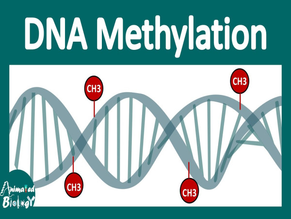 DNA Methylation Market May Set a New Epic Growth Story |Illumina, Thermo Fisher Scientific