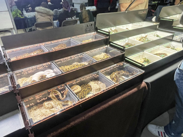  Reptile And Amphibian Market Told To Hop It, But Has Now Gone To Ground In Ashford, Kent 