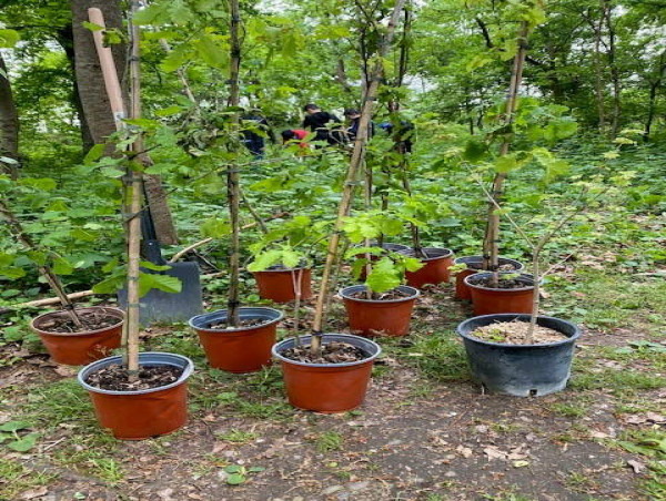 Lifeterra Award 2024 Lavera Forest Project Receives First International Award