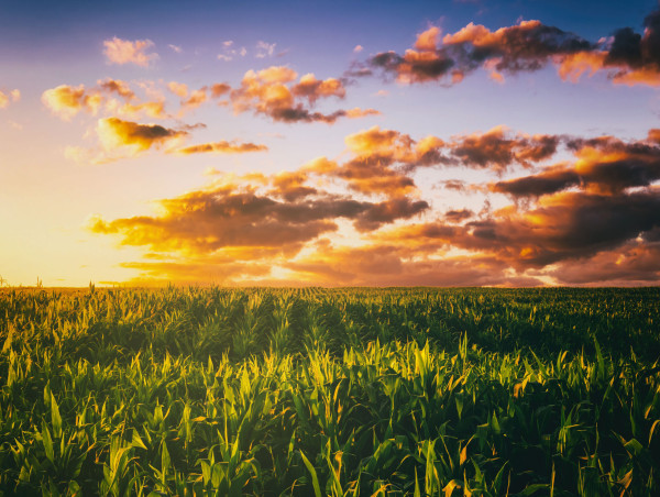  Venezuelan farmers boost rice and corn production with guild loans 