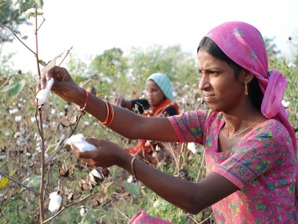  Deadly pink bollworm halves cotton cultivation in North India 