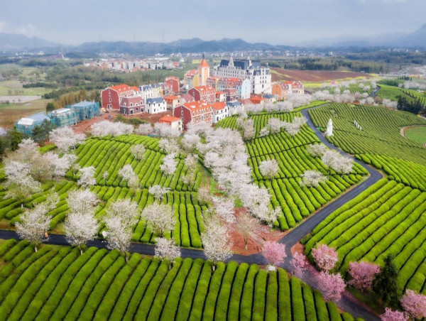 Wuyi County Launches Series of Agricultural Product Exhibition and Sales Activities