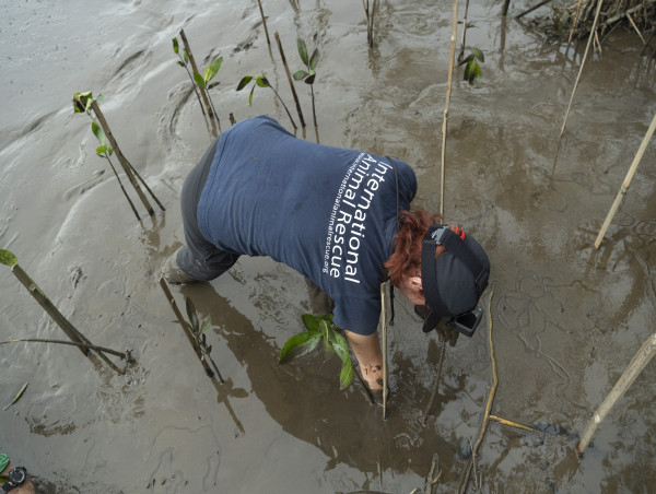  Why Don't We Talk More About Mangroves The Superheroes Of The Coastal Ecosystem 