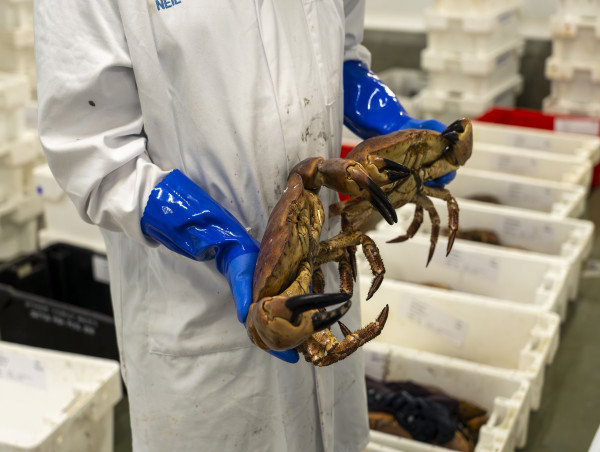  New Lobster Welfare Codes Let Food Industry Off The Hook 