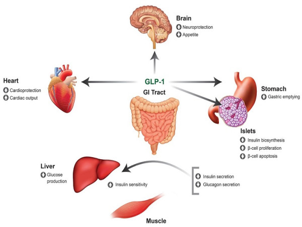  GLP-1 Receptor Agonist Market Projected To Witness Substantial Growth, 2024-2031: 3M Company, Bausch Health, Sanofi 