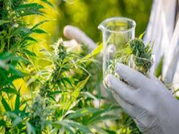  Cannabis Testing Market Advancements Highlighted by Demand, Business Growing Strategies | Restek Corporation, Digipath 