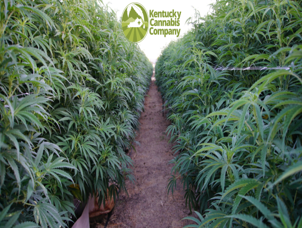  KCC Calls for Higher THC Limits and Full Spectrum Cannabis Cultivation Rights 