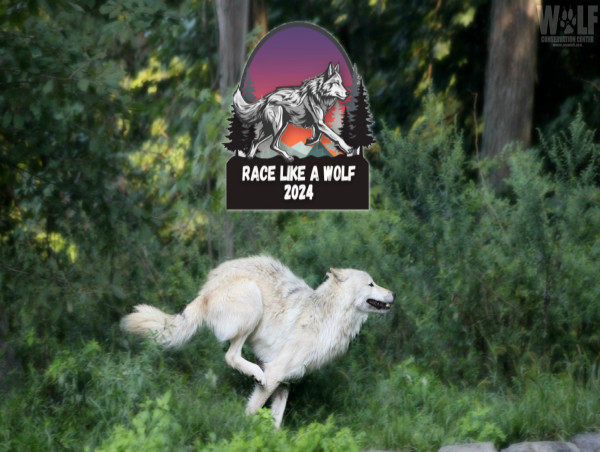 Wolf Conservation Center Encourages Global Audience to Race Like Wolves 