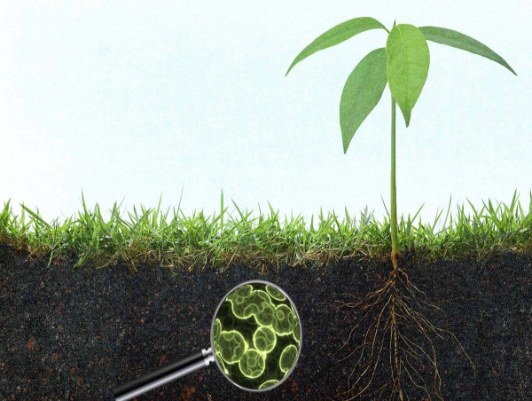  Comprehensive Study of the Agricultural Microbials Market: CAGR 15.8% Forecast(2024-2031) | Sumitomo Chemical Co., Ltd. 