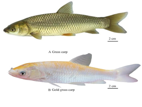  Improvement and application of genetic resources of grass carp (Ctenopharyngodon idella) 