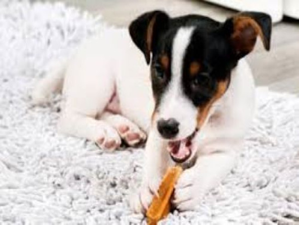  Oral Care Dog Treats Market Set for Explosive Growth: Mars, Incorporated , Nestlé Purina PetCare 