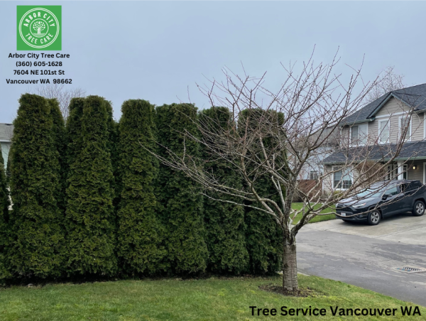  Arbor City Tree Care Celebrates 7 Years of Serving Vancouver 