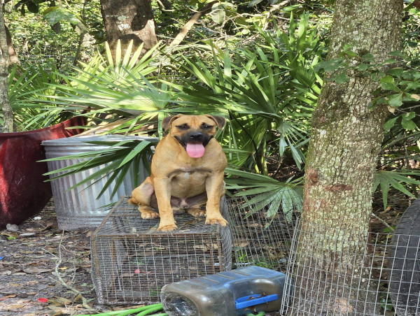  Cat-Only Shelter Rescues Multiple Dogs in Emergency Situation 