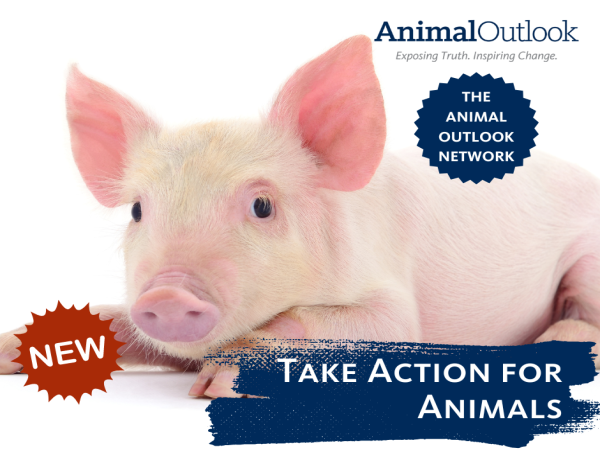 New advocacy site focuses on mainstreaming vegan eating to save animals and create a new generation of animal advocates