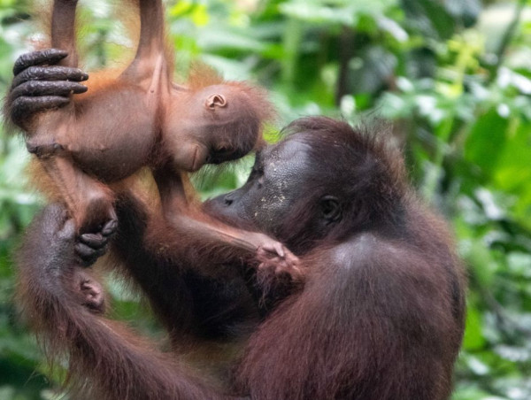  Orangutan Appeal Uk Encouraged By Malaysian Government's Shift Towards In Situ Orangutan Conservation 