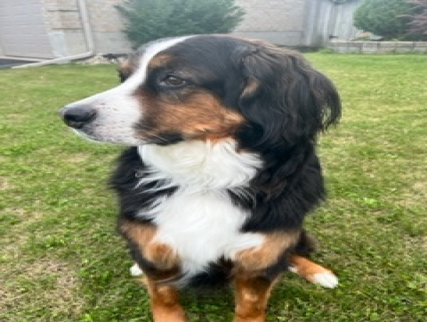  Dog Experiences Improvement in Symptoms after Treatment with VetStem Cell Therapy for Hip Dysplasia and Arthritis 