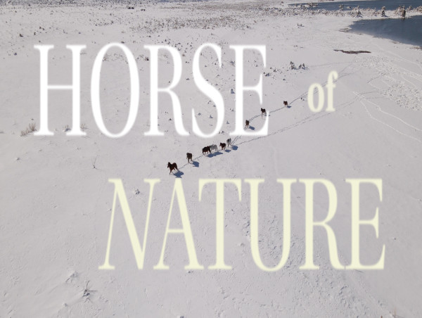 Filmmaker Meets Wildfire Survivors and Wild Horses Filming New Documentary 'HORSE of NATURE'