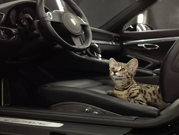  Cats N Cars (CNC) Featured as a Digital Asset on Forbes 