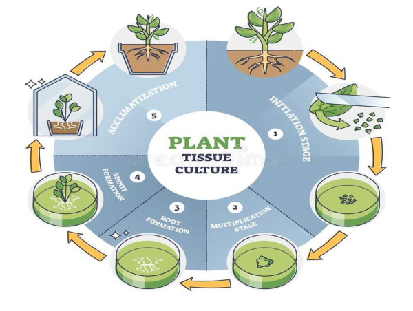  Plant Tissue Culture Market Set to Witness Significant Growth by 2024-2031: Twist Bioscience, Corning Incorporated 