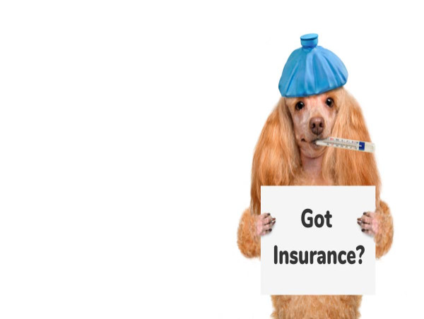Pet Insurance Market Next Big Thing | Major Giants- Embrace, Pumpkin, Healthy Paws