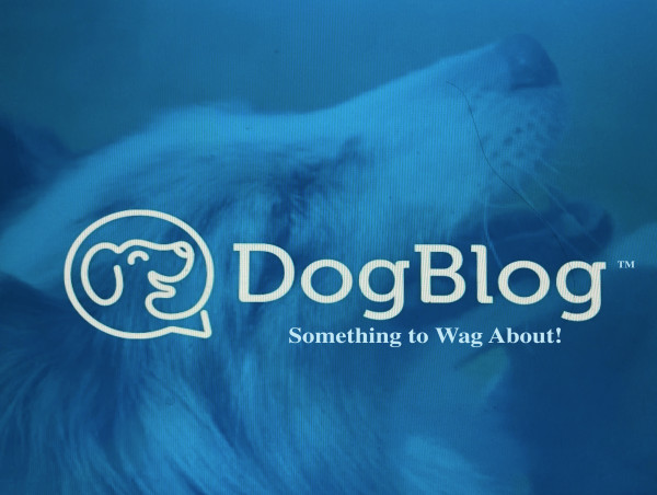  Celebrate National Dog Day with DogBlog 