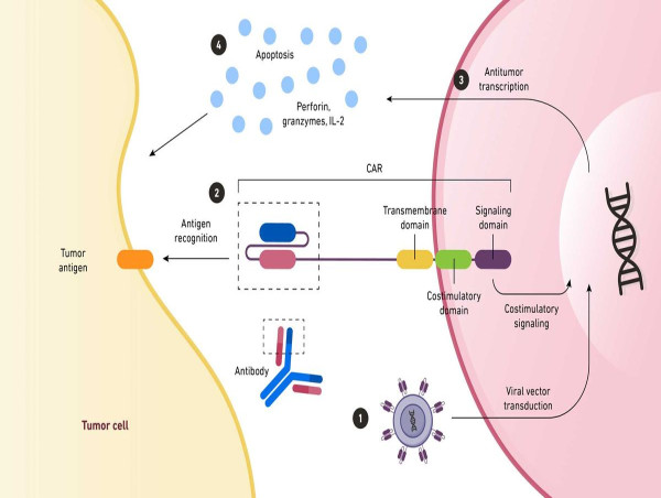 Cell Therapy Technologies Market Size to Surpass USD 10.64 Billion by 2030, exhibiting a 14.5% CAGR by 2030