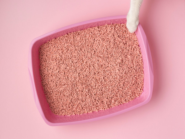 Cat Litter Market Size Rise Projected to Reach $13.7 Billion by 2035, Growing at 4.7% CAGR From 2024-2035