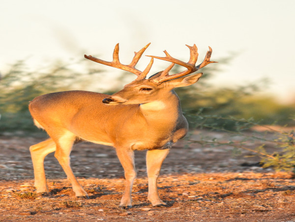 Huge Breakthrough for Chronic Wasting Disease Testing