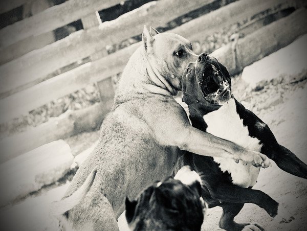 Latest Dogfighting-Related Tragedy Underscores Need for Congress to Pass the FIGHT ACT